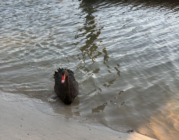 a black swan swimming towards the shore