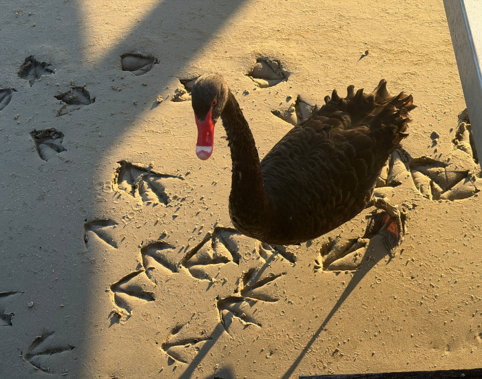 A black swan walking across a sunny sandy area