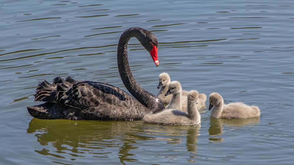 An adult black swan swimming in open water alongside four small, fluffy grey cygnets.