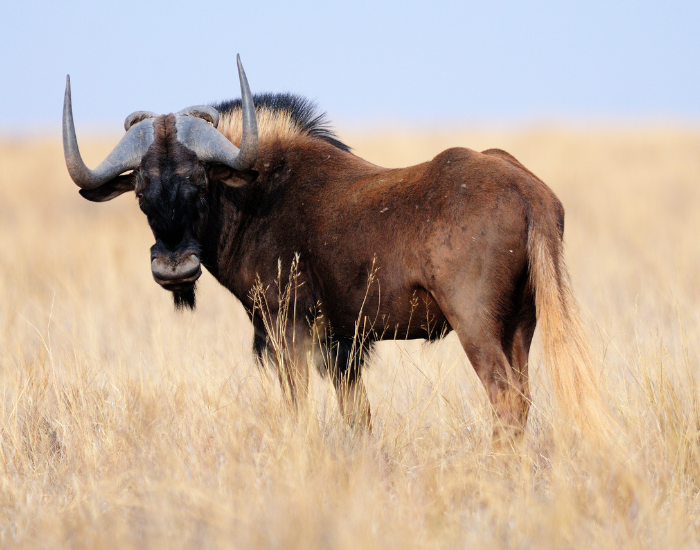 black wildebeest standing on a grassland