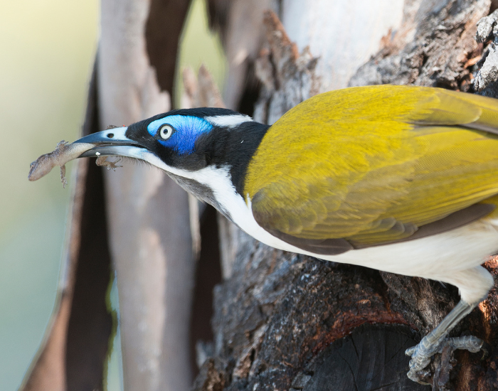 Profile photo of a Blue-faced Honeyeater perched on tree bark, holding a small lizard in its beak.