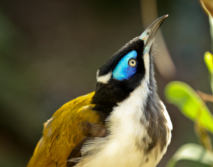 Close-up profile of a Blue-faced Honeyeater looking upward, highlighting its bright blue facial skin patch and curved beak.