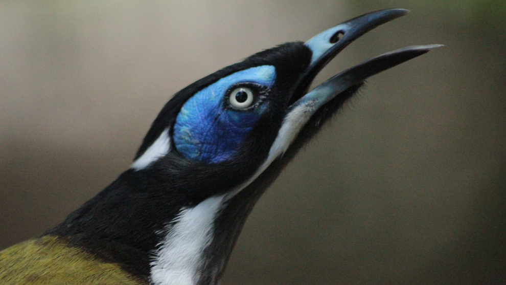 Close-up profile photo of a Blue-faced Honeyeater showing its distinctive bright blue facial skin patch, black and white head markings, and open beak.