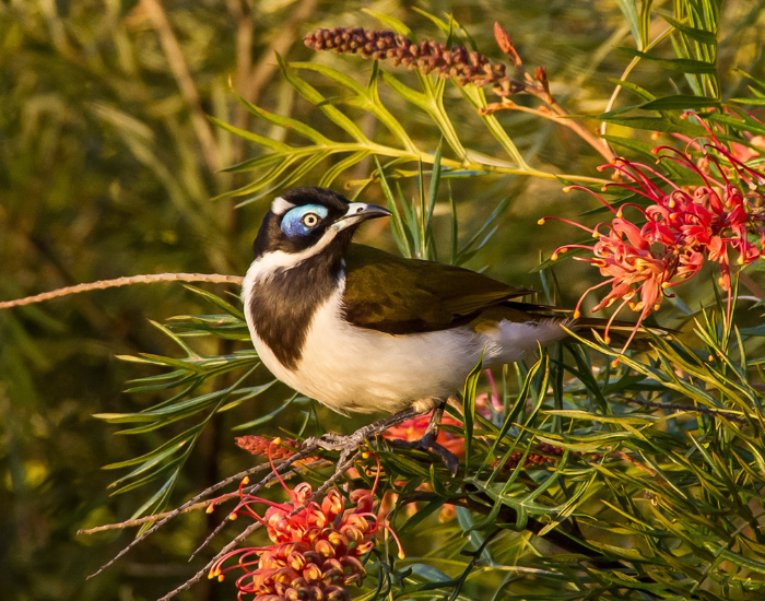 Blue-faced Honeyeater perched high in a tree beside pale yellow grevillea blossoms against a clear blue sky.