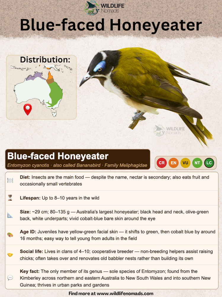 Visual fact sheet highlighting key quick facts about the Blue-faced Honeyeater, including its bare facial skin, group living habits, and alias as the "bananabird."