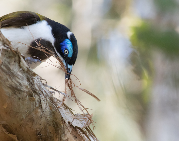 Blue-faced Honeyeater stripping fibrous bark material from a tree trunk with its beak.