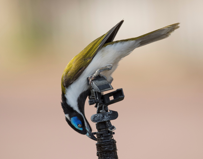 Blue-faced Honeyeater balancing upside down on an irrigation sprinkler head against a blurred background.