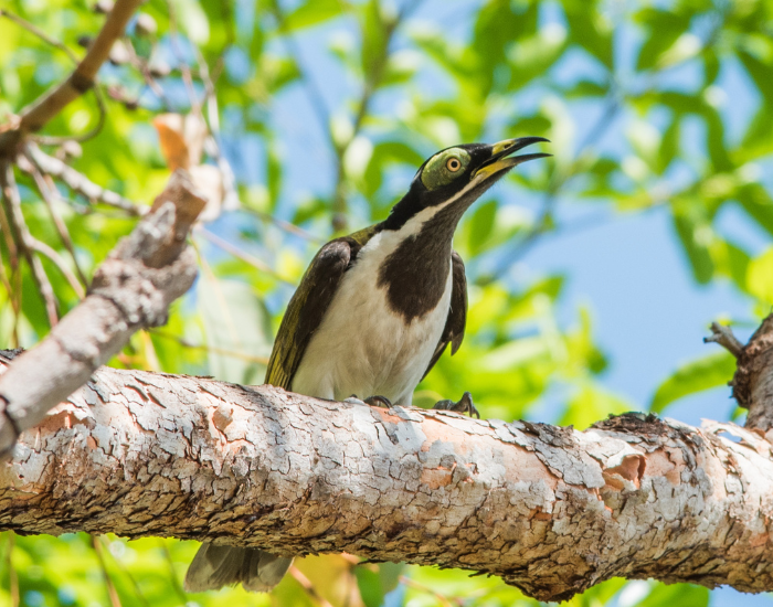 Juvenile Blue-faced Honeyeater perched on a thick tree branch with open beak, displaying green facial skin around its eye.