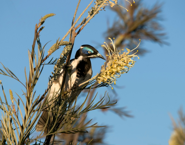 Blue-faced Honeyeater perched among green leaves and red grevillea flowers.
