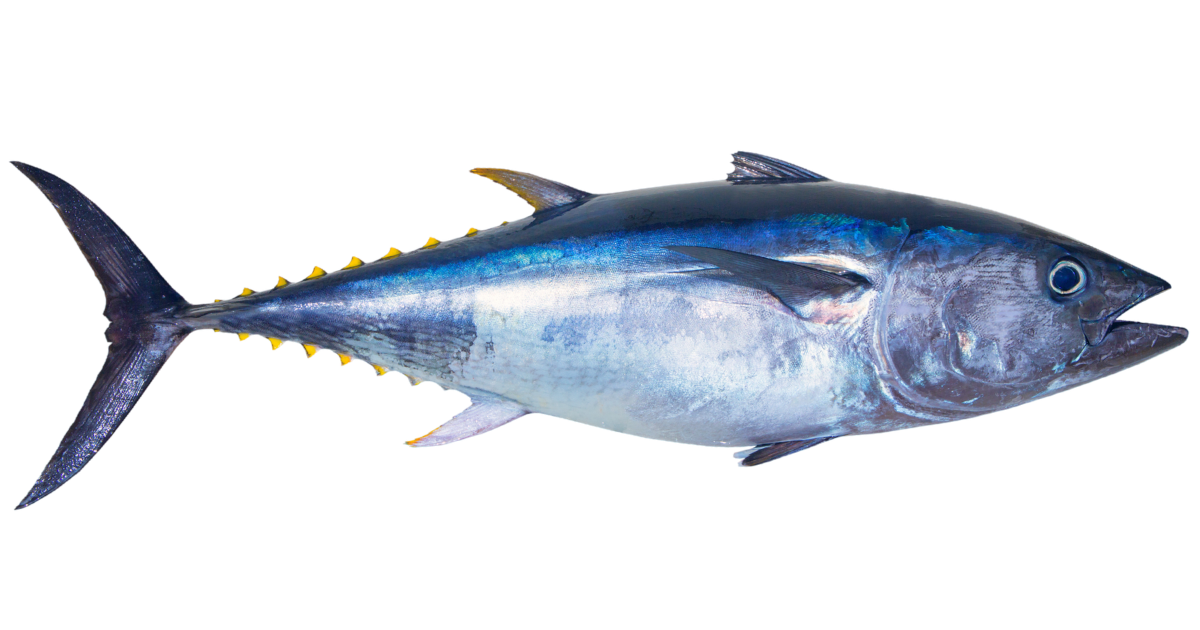 A atlantic bluefin tuna at full speed, side view