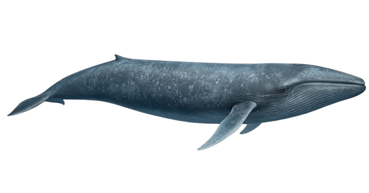 A blue whale in side profile, full length from snout to tail flukes