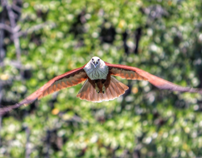 Brahminy kite in mid-flight soaring overhead.