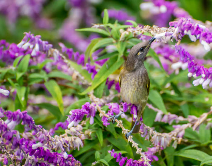 Small brown honeyeater feeding on purple flowers near Red Cliff.