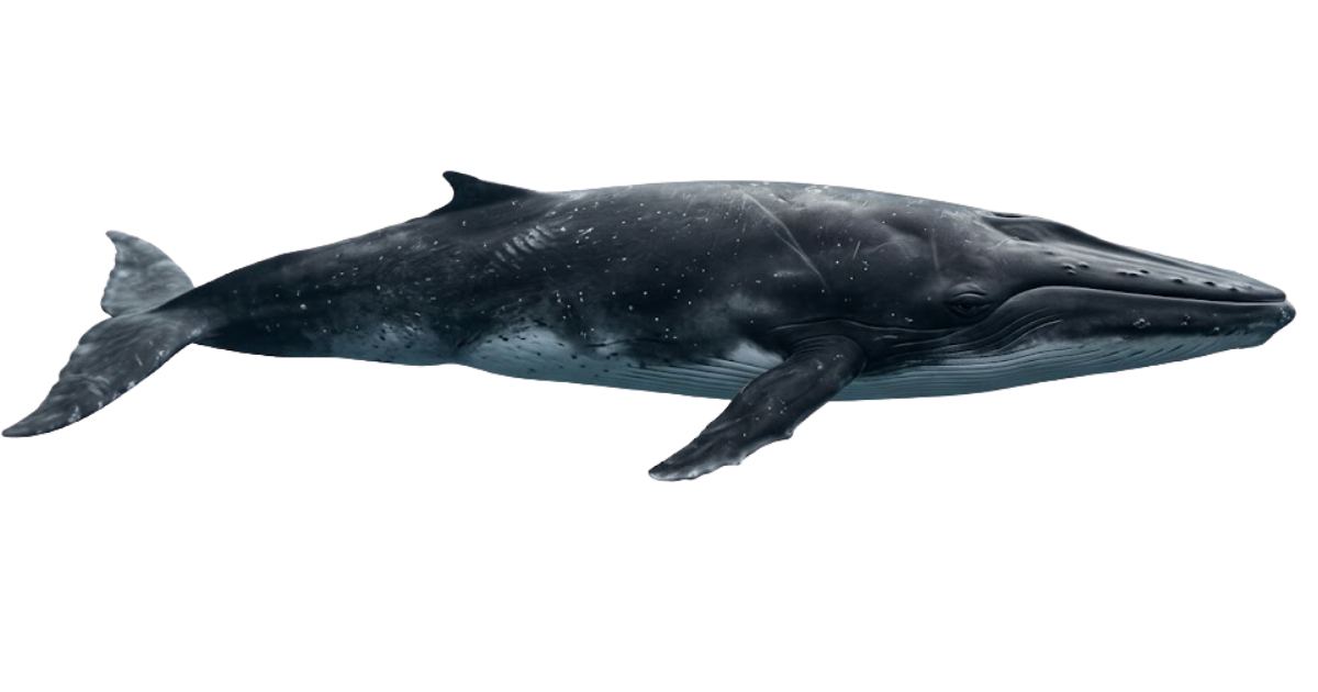 A Bryde's whale in side profile, three ridges running along the top of its head
