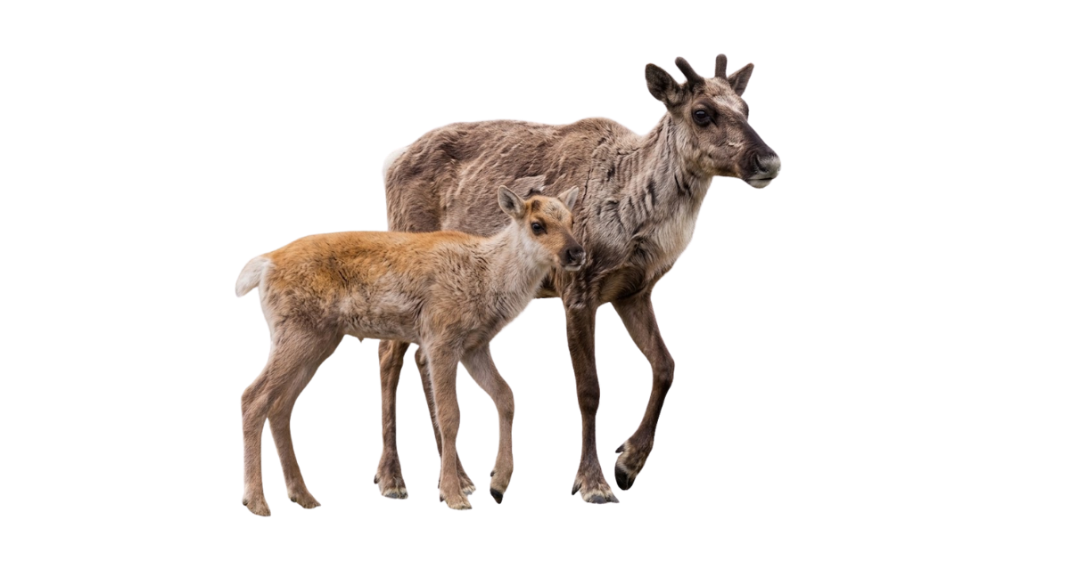 Caribou cow with her calf