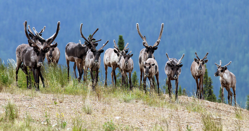 a herd of wild caribous migrating