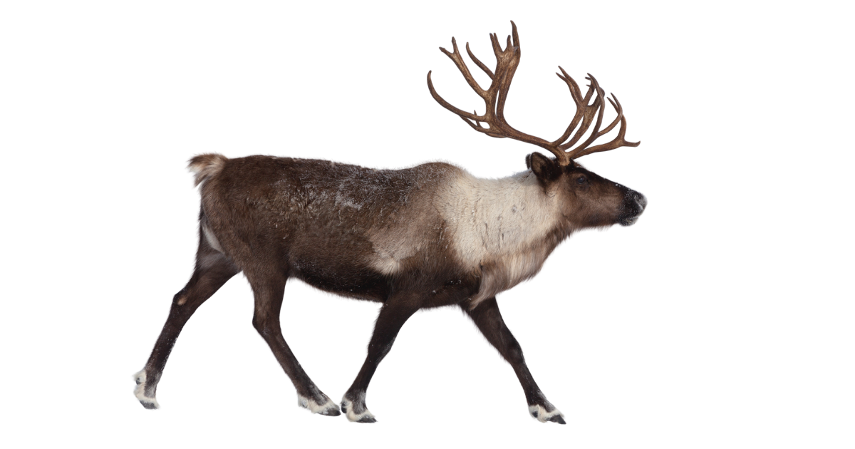 Caribou bull with full antlers