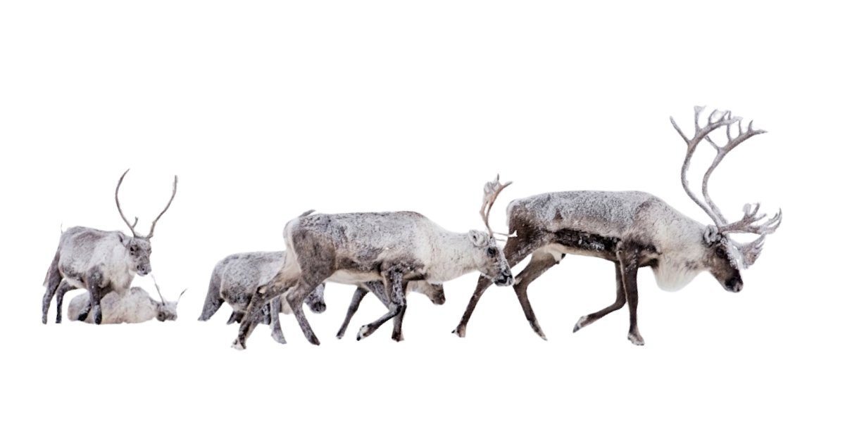 Caribou walking in a line across snow