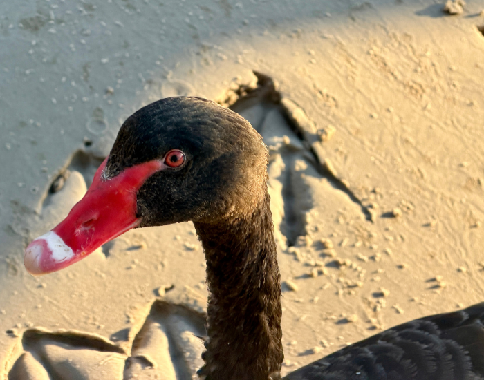 Macro portrait focusing on the head and red, white-striped bill of a black swan.