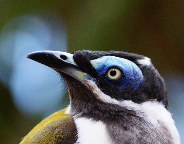 Detailed macro headshot of an adult Blue-faced Honeyeater showing feather texture and blue bare eye patch.