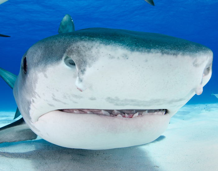 Extreme close-up photo showing the broad head, wide mouth, sharp teeth, and eyes of a tiger shark underwater.