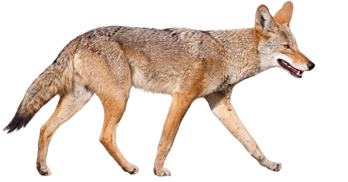 A coyote standing in side profile, ears up and tail low