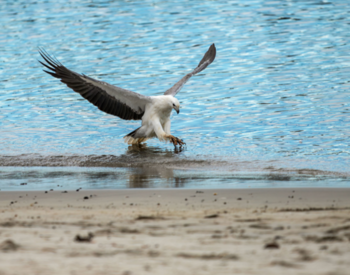 White-bellied sea-eagle landing low over water with outstretched wings as it hunts for fish.