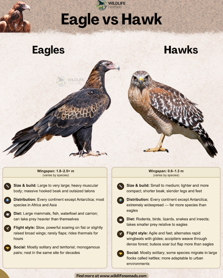 Side-by-side infographic comparing eagles and hawks, detailing differences in wingspan, body build, distribution, diet, flight style, and social behavior with bird illustrations.