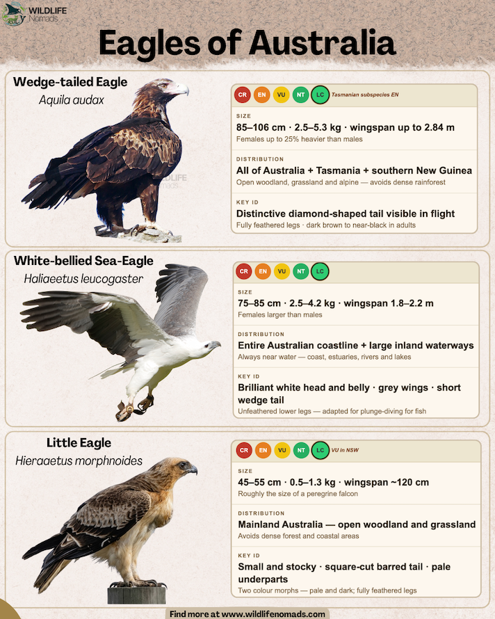 Infographic titled "Eagles of Australia" comparing the Wedge-tailed Eagle, White-bellied Sea-Eagle, and Little Eagle with illustrations, size specs, distribution maps, and key identification traits.