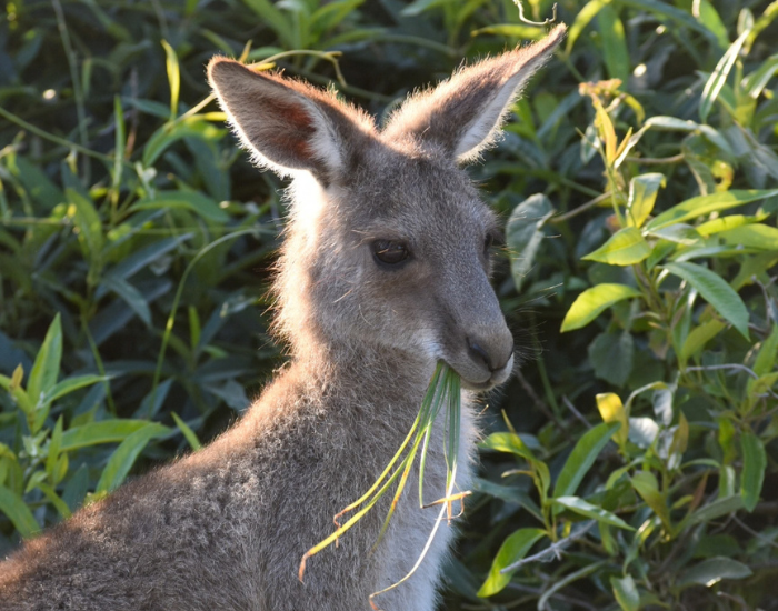 Eastern grey kangaroo portrait eating grass