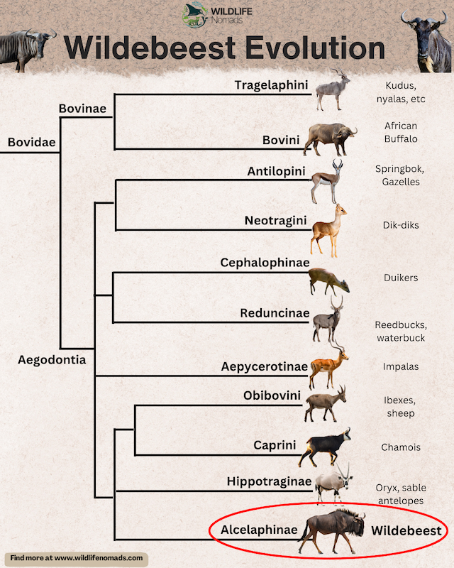 Infographic showing the phylogenetic tree of Bovidae family evolution, highlighting the Wildebeest under the Alcelaphinae branch.