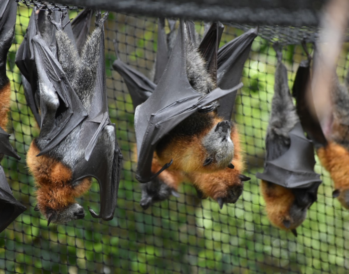 A group of flying foxes hanging upside down from tree branches.