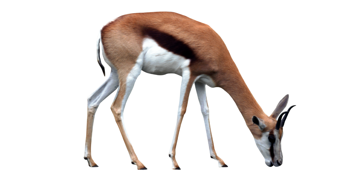 Thomson's gazelle