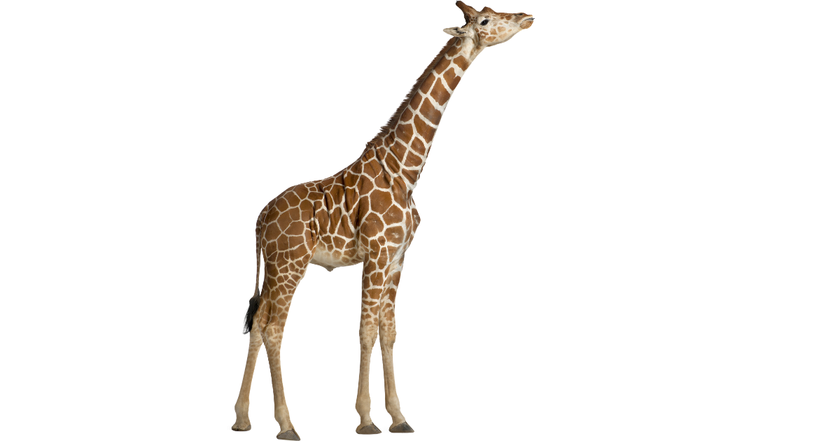 A giraffe standing in side profile, full height from hooves to horns