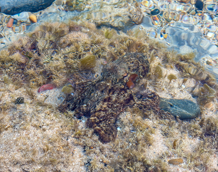 Gloomy octopus hiding in a shallow rock pool.