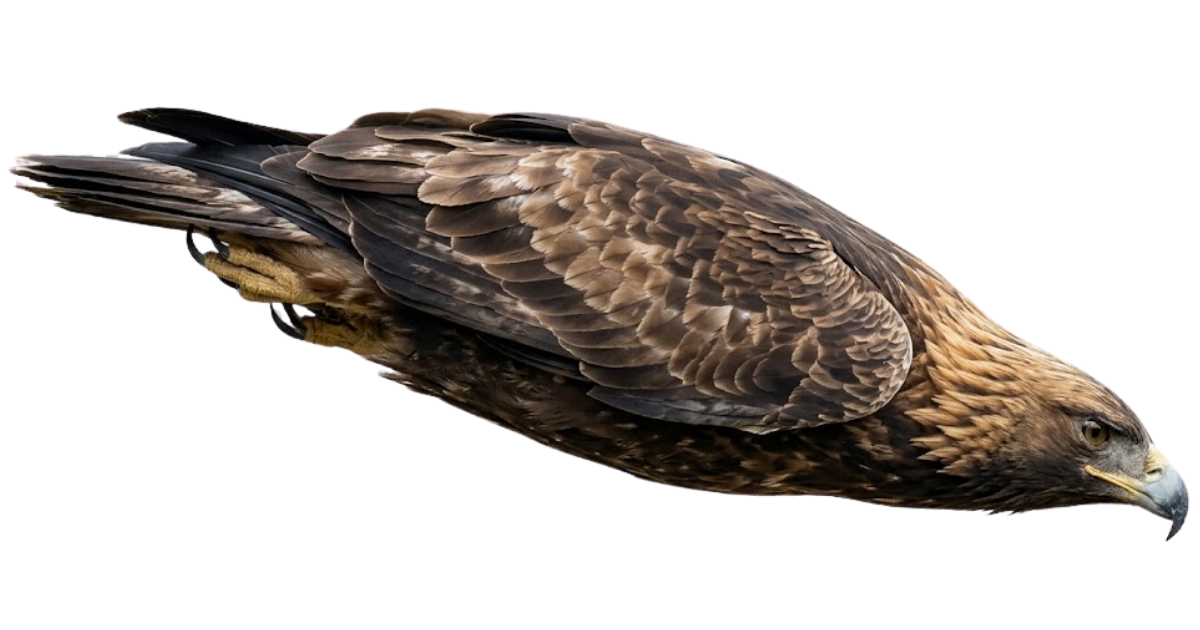 A golden eagle in a tucked diving stoop