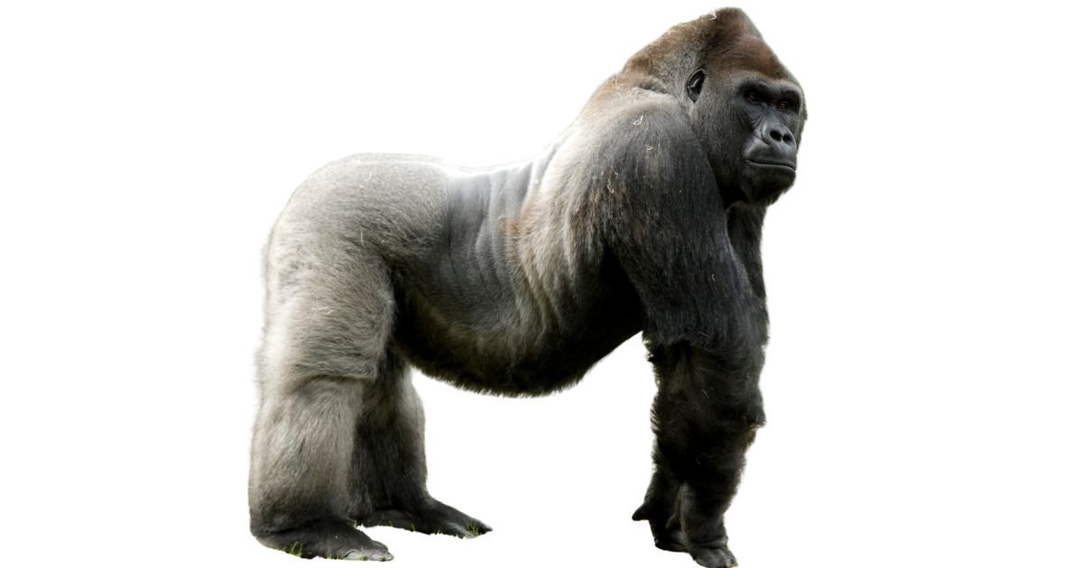 A silverback gorilla standing upright in side profile