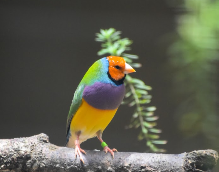 A colorful Gouldian finch perched on a branch surrounded by green foliage.