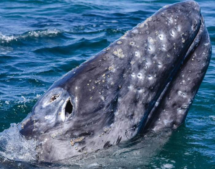 A gray whale surfacing beside a small boat in a Baja California lagoon, the boat showing the scale of the whale