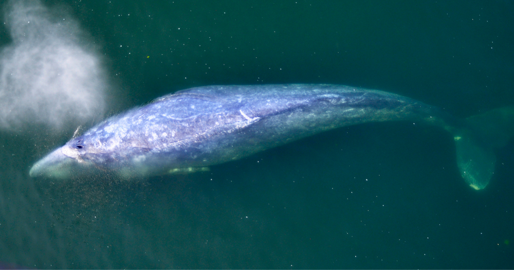 aerial photo of a gray whale blowing
