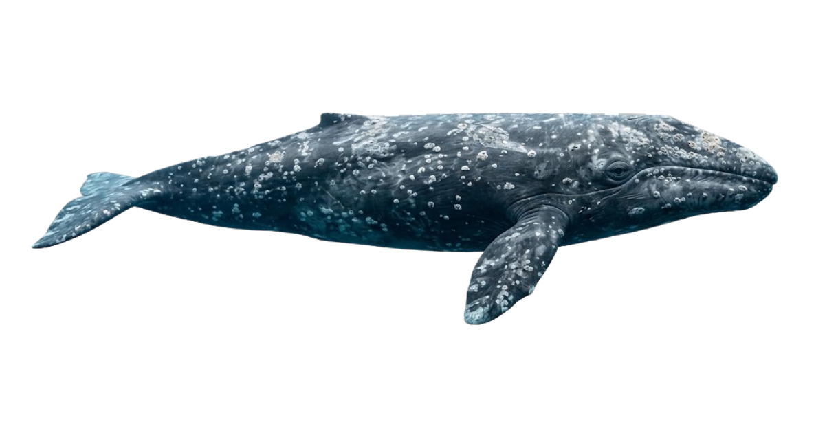 Gray whale seen from the side, Eschrichtius robustus