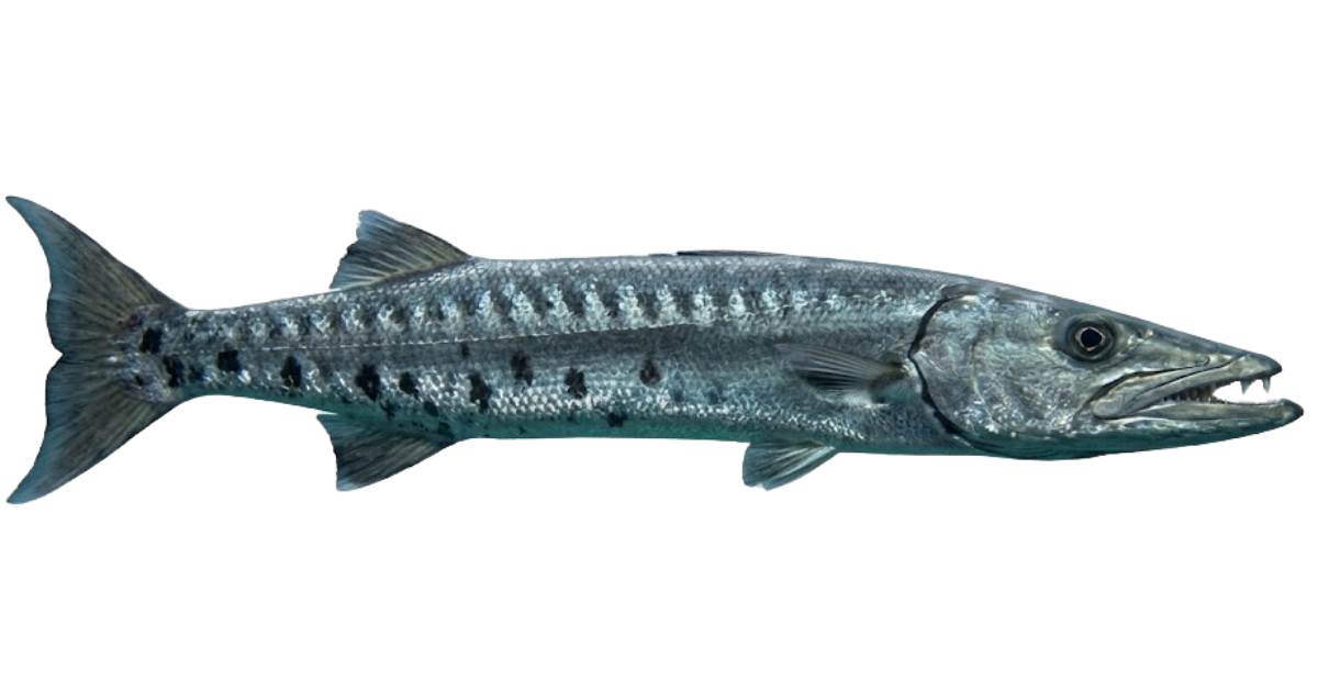 A great barracuda at full speed, side view