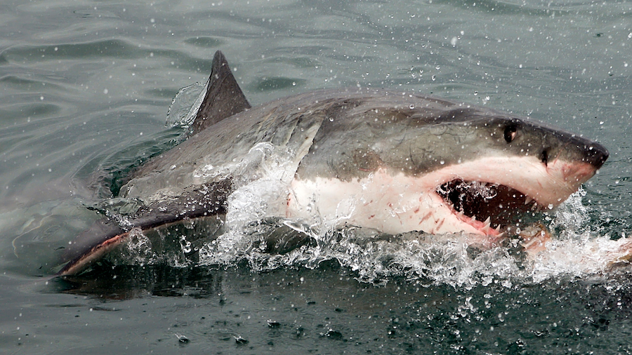 A great white shark breaking the ocean surface with its jaws open amidst splashing water.