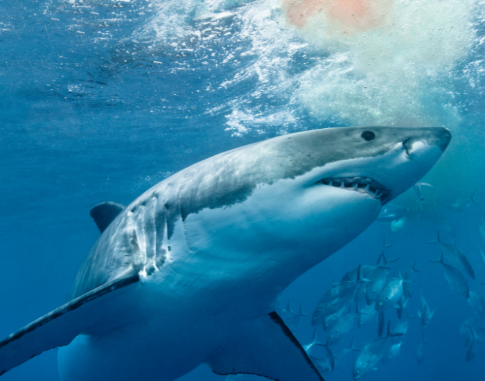 Side profile of a large great white shark swimming through bright blue, sunlit ocean water with small fish nearby