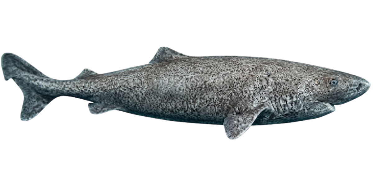 A Greenland shark in side profile, thick mottled grey body and small fins