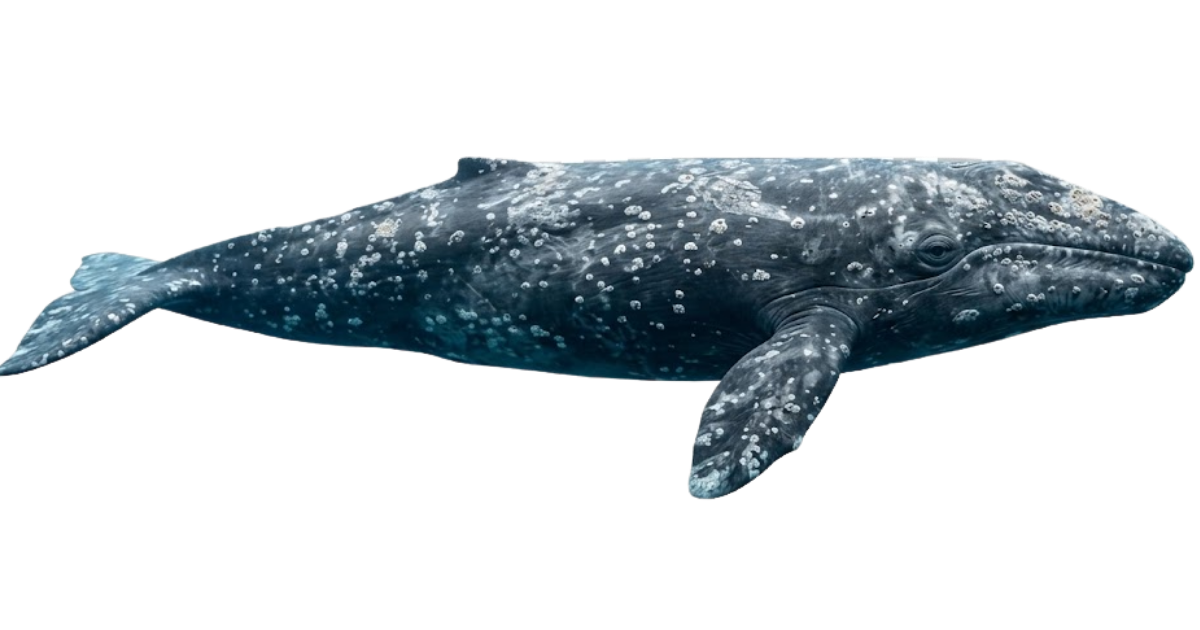 A gray whale in side profile, mottled body and knuckled back, no dorsal fin