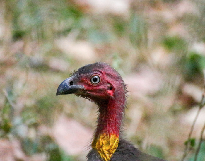 Close-up side profile of an Australian bush turkey in the wild