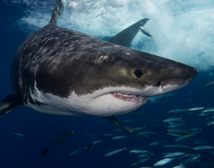 Close-up shot of a great white shark swimming near the surface, showing its head, gills, and row of sharp teeth against deep blue water.