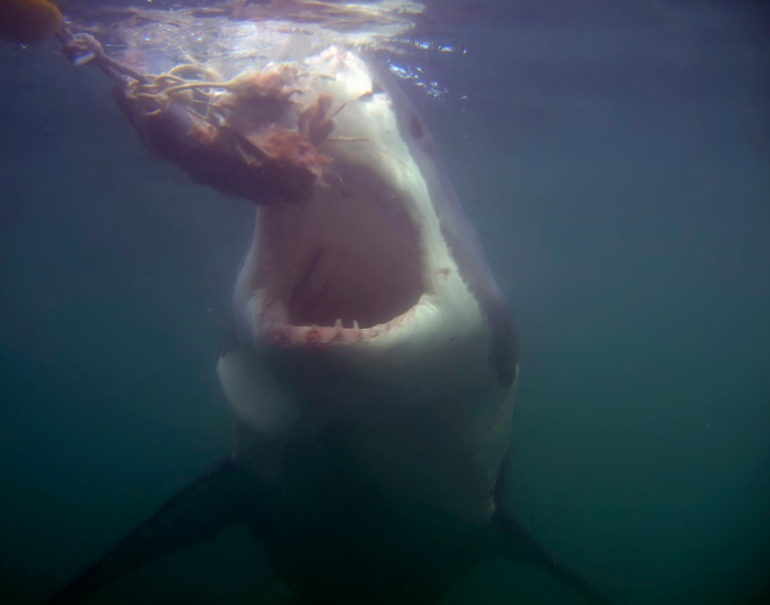Dramatic above-water action shot of a great white shark breaching the surface with its jaws wide open amidst splashing water.