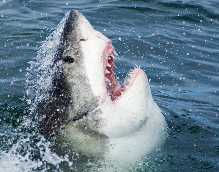Low-angle underwater view of a great white shark rising to the surface with its mouth open, feeding on bait attached to a rope line.